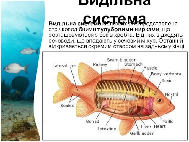 Видільна система Видільна система кісткових риб представлена стрічкоподібними тулубовими нирками,