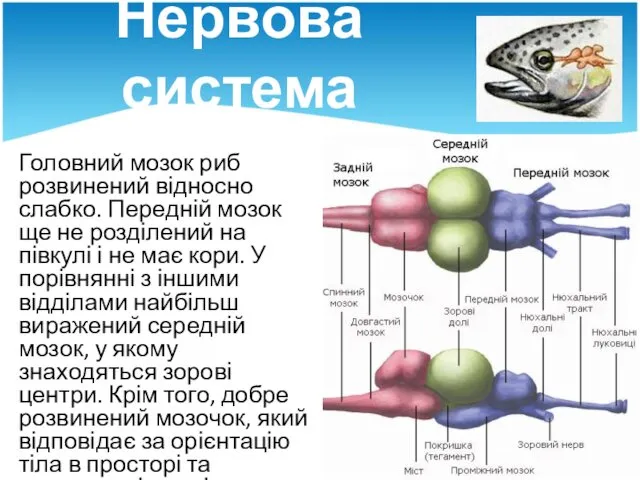 Нервова система Головний мозок риб розвинений відносно слабко. Передній мозок