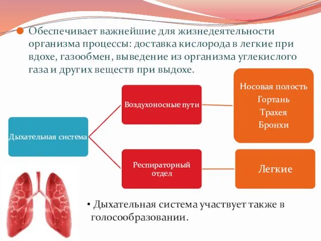 Обеспечивает важнейшие для жизнедеятельности организма процессы: доставка кислорода в легкие