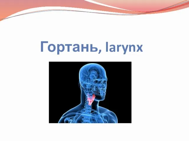 Гортань, larynx