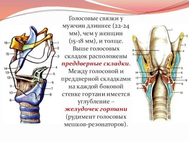 Голосовые связки у мужчин длиннее (22-24 мм), чем у женщин