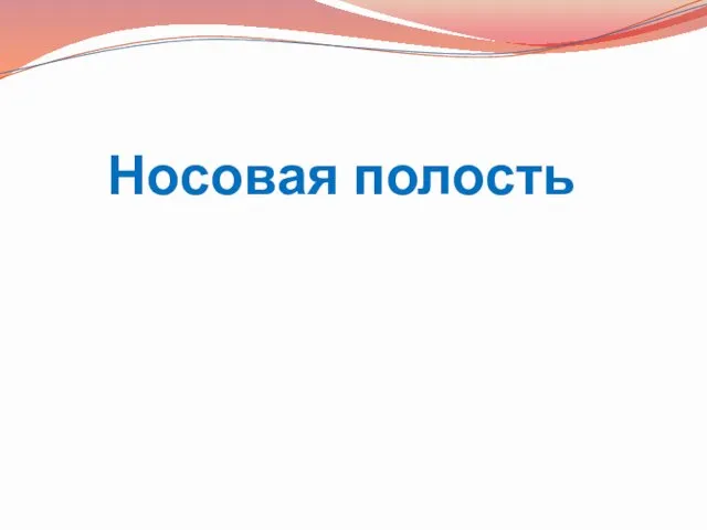 Носовая полость