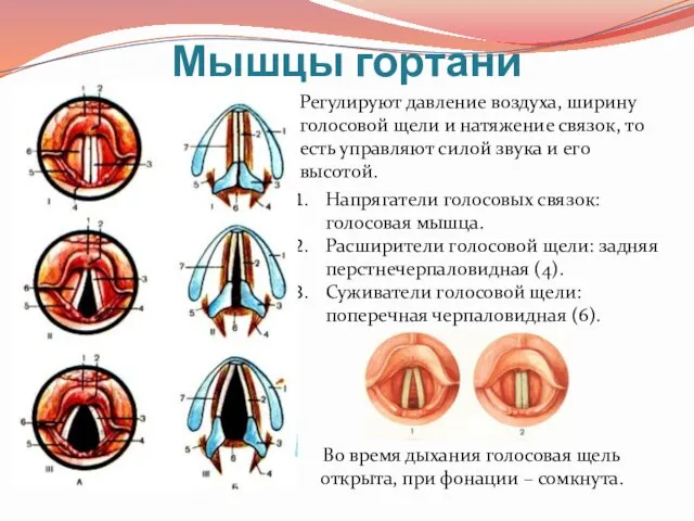 Мышцы гортани Напрягатели голосовых связок: голосовая мышца. Расширители голосовой щели: