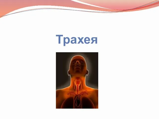 Трахея