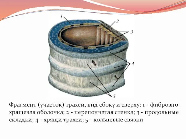 Фрагмент (участок) трахеи, вид сбоку и сверху: 1 - фиброзно-хрящевая