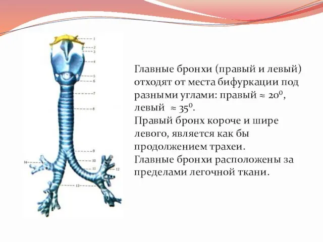 Главные бронхи (правый и левый) отходят от места бифуркации под