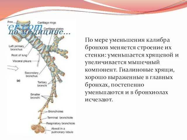 По мере уменьшения калибра бронхов меняется строение их стенки: уменьшается