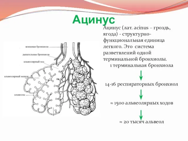 Ацинус Ацинус (лат. acinus – гроздь, ягода) - структурно-функциональная единица