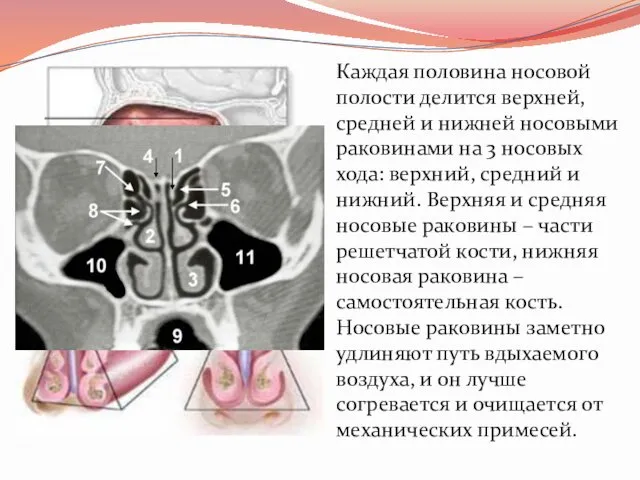 Каждая половина носовой полости делится верхней, средней и нижней носовыми