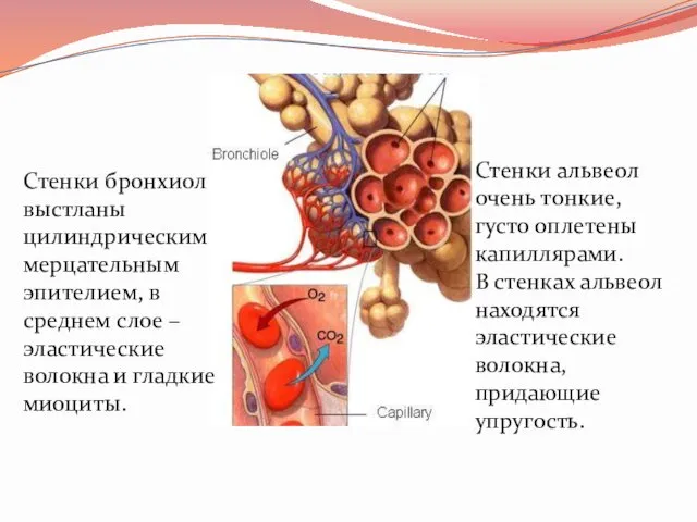 Стенки бронхиол выстланы цилиндрическим мерцательным эпителием, в среднем слое –