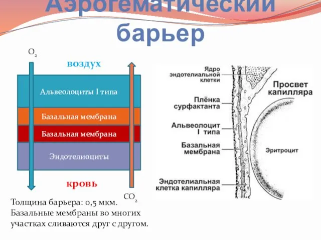 Аэрогематический барьер Альвеолоциты I типа Базальная мембрана Базальная мембрана Эндотелиоциты