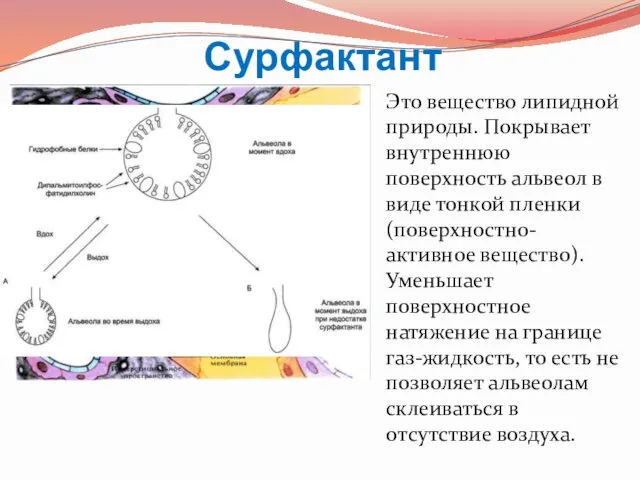 Сурфактант Это вещество липидной природы. Покрывает внутреннюю поверхность альвеол в