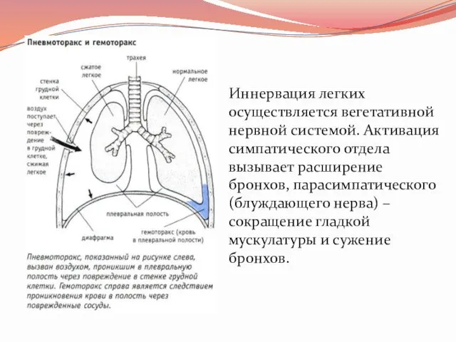 Иннервация легких осуществляется вегетативной нервной системой. Активация симпатического отдела вызывает