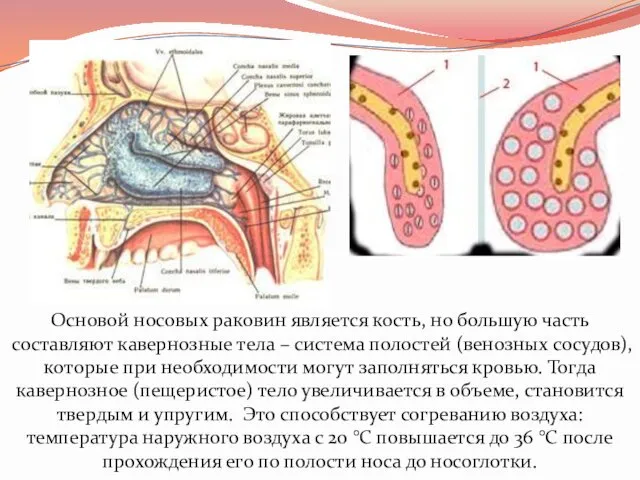 Основой носовых раковин является кость, но большую часть составляют кавернозные