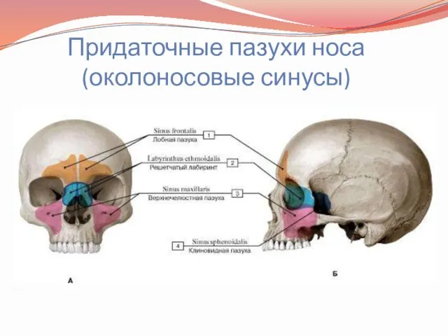 Придаточные пазухи носа (околоносовые синусы)