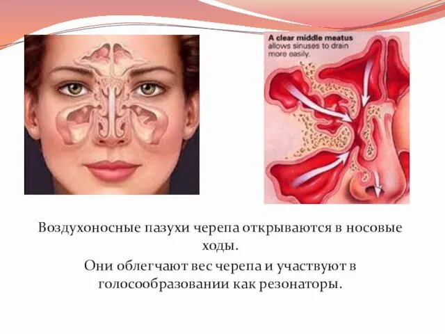 Воздухоносные пазухи черепа открываются в носовые ходы. Они облегчают вес