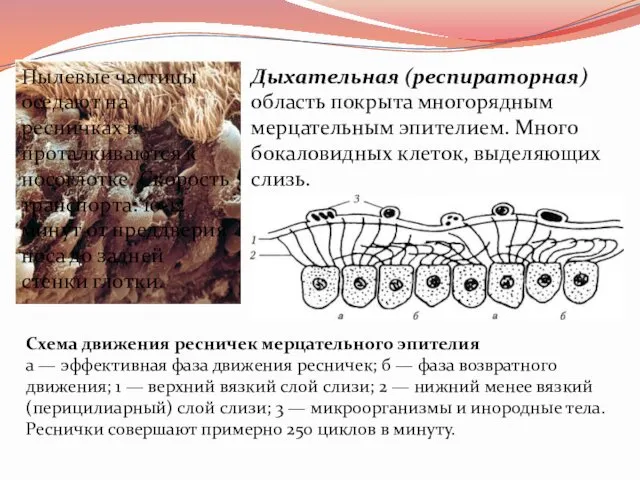 Дыхательная (респираторная) область покрыта многорядным мерцательным эпителием. Много бокаловидных клеток,