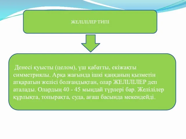 ЖЕЛІЛІЛЕР ТИПІ Денесі қуысты (целом), үш қабатты, екіжақты симметриялы. Арқа