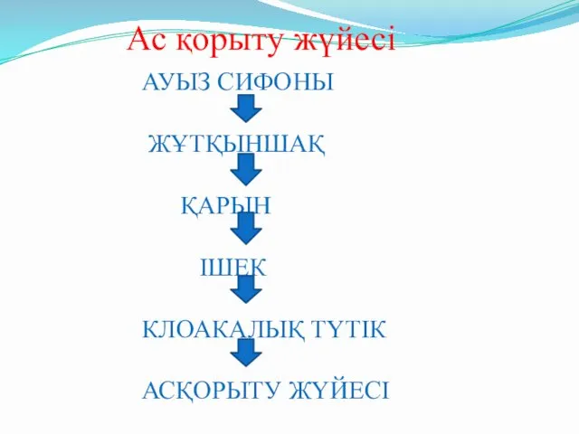 АУЫЗ СИФОНЫ ЖҰТҚЫНШАҚ ҚАРЫН ІШЕК КЛОАКАЛЫҚ ТҮТІК АСҚОРЫТУ ЖҮЙЕСІ Ас қорыту жүйесі