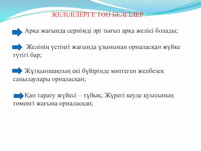 ЖЕЛІЛІЛЕРГЕ ТӘН БЕЛГІЛЕР Арқа жағында серпімді әрі тығыз арқа желісі