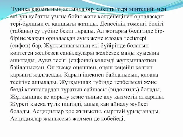 Туника қабығының астында бір қабатты тері эпителийі мен екі-үш қабатты