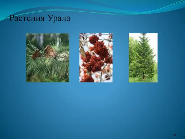 Растения Урала