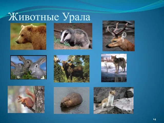 Животные Урала