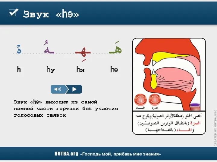 Звук «һә» Звук «һә» выходит из самой нижней части гортани