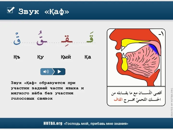 Звук «қаф» Звук «қаф» образуется при участии задней части языка