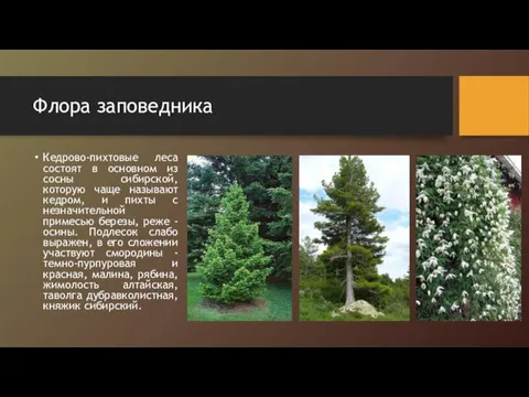 Флора заповедника Кедрово-пихтовые леса состоят в основном из сосны сибирской,