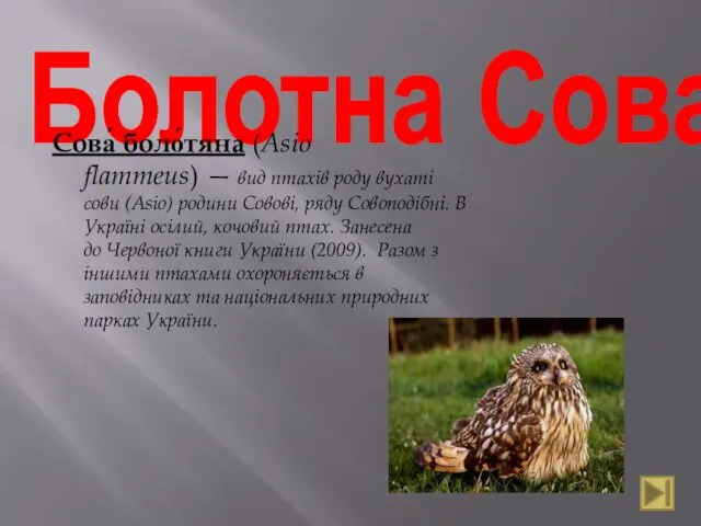 Болотна Сова Сова́ боло́тяна (Asio flammeus) — вид птахів роду