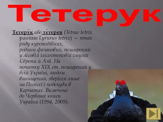 Тетерук Тетеру́к або те́терев (Tetrao tetrix раніше Lyrurus tetrix) —