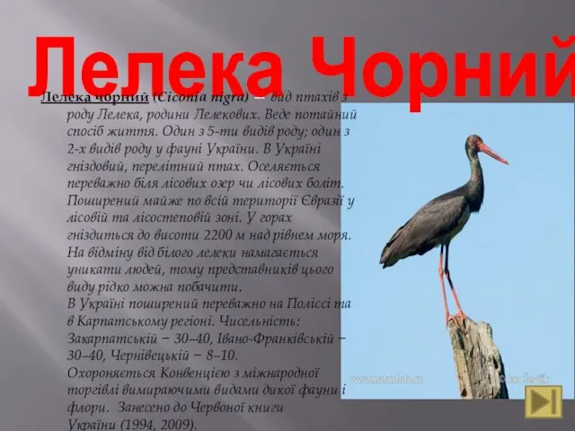 Лелека Чорний Лелека чорний (Ciconia nigra) — вид птахів з