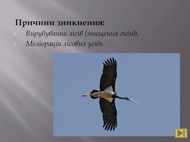 Причини зникнення: Вирубування лісів (знищення гнізд). Меліорація лісових угідь.