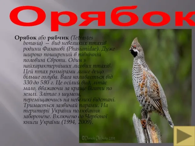 Орябок Орябок або рябчик (Tetrastes bonasia) — вид невеликих птахів