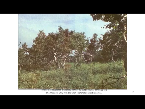 Луговое сообщество с березой каменной (Короноцкий заповедник) The meadow unity with the birch (Koronotsk forest reserve).
