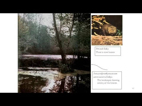 Ландшафтообразующая деятельность бобра The landscapes forming activity of the beaver. Речной бобр There is river beaver