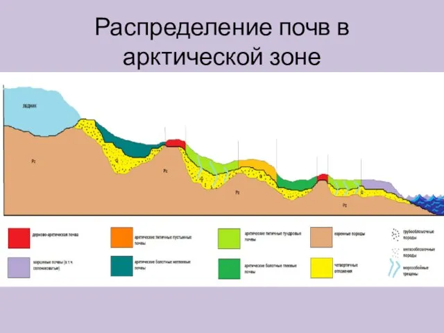 Распределение почв в арктической зоне