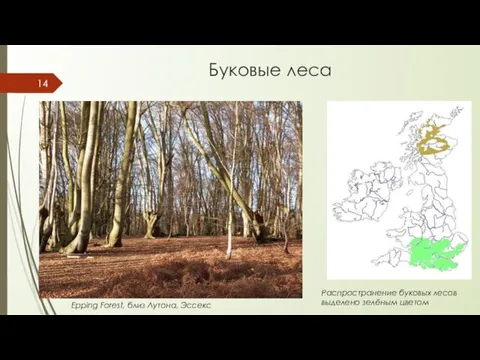 Буковые леса Epping Forest, близ Лутона, Эссекс Распространение буковых лесов выделено зелёным цветом