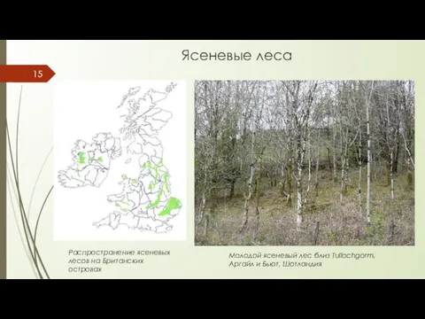 Ясеневые леса Молодой ясеневый лес близ Tullochgorm, Аргайл и Бьют, Шотландия Распространение ясеневых