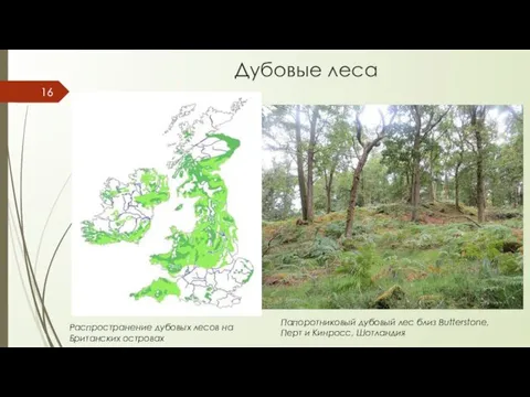 Дубовые леса Распространение дубовых лесов на Британских островах Папоротниковый дубовый лес близ Butterstone,