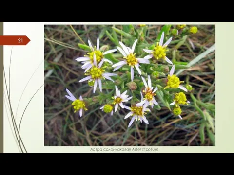 Астра солончаковая Aster tripolium