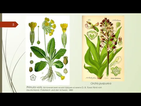 Primula veris. Ботанические иллюстрации из книги О. В. Томе Flora von Deutschland, Österreich