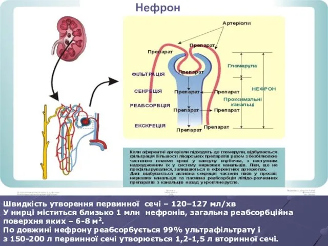 Нефрон Швидкість утворення первинної сечі – 120–127 мл/хв У нирці міститься близько 1