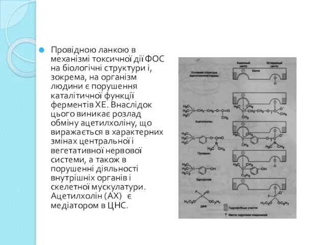 Провідною ланкою в механізмі токсичної дії ФОС на біологічні структури