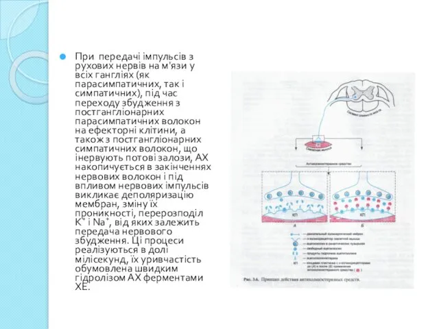 При передачі імпульсів з рухових нервів на м'язи у всіх