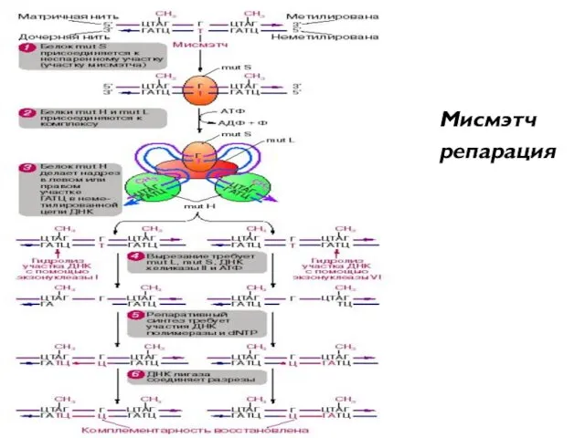 Мисмэтч репарация