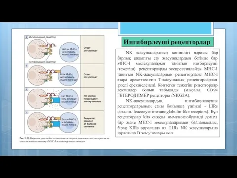 NK жасушаларының көпшілігі ядросы бар барлық қалыпты сау жасушалардың бетінде