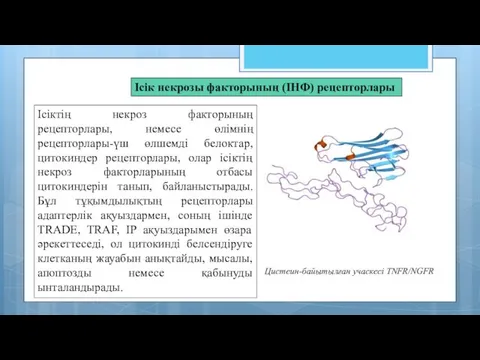 Ісік некрозы факторының (ІНФ) рецепторлары Ісіктің некроз факторының рецепторлары, немесе