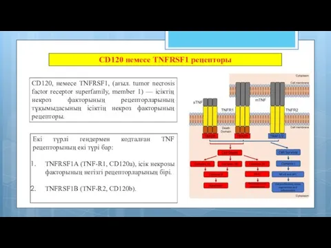 CD120, немесе TNFRSF1, (ағыл. tumor necrosis factor receptor superfamily, member 1) — ісіктің